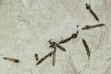 Fossil Insect Cluster (Cranefly Larva & Beetle) - Utah #111399-2